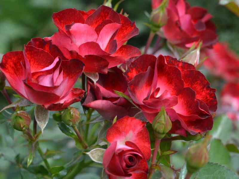 patrik-puavr-davror_optimized.jpg Патрик Пуавр д`Аврор / Никитская 2012 (Patrick Poivre d'Arvor)