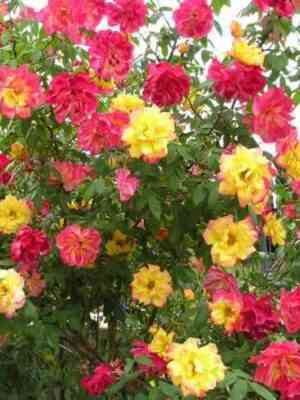 paulka-babochka_001-500x500-1.jpg Полька Бабочка (Polka Babochka)