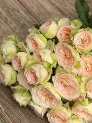 pavlova_pavlova_optimized.jpg Павлова (Pavlova)