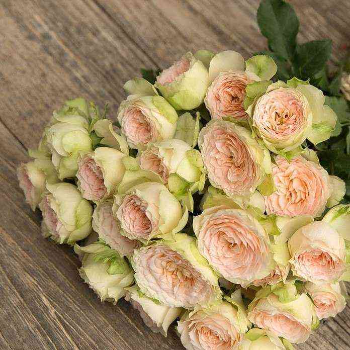 Павлова (Pavlova)