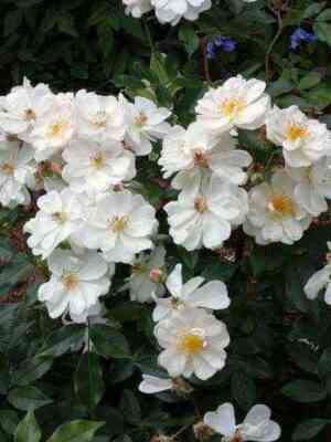 Пенелоп Хобхауз (Penelope Hobhouse)