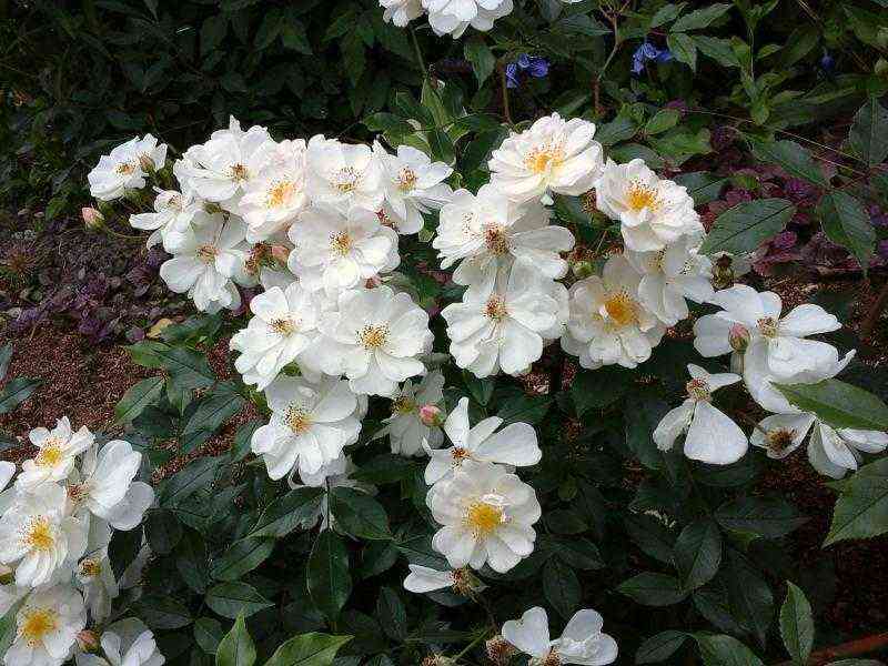 Пенелоп Хобхауз (Penelope Hobhouse)