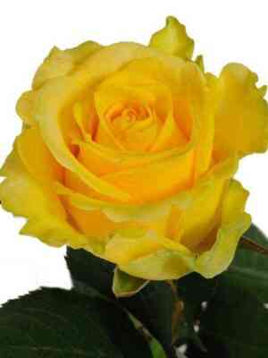 Пенни Лейн (Penny Lane)