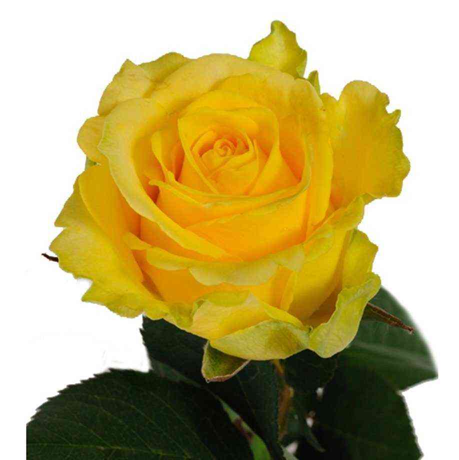 Пенни Лейн (Penny Lane)