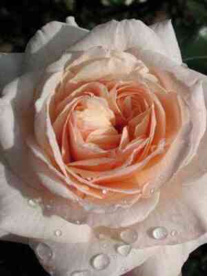 penni_lejn.jpg Пени Лейн (Penny Lane)