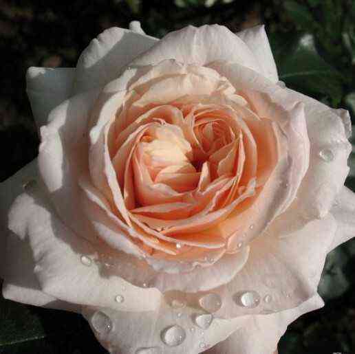 penni_lejn.jpg Пени Лейн (Penny Lane)