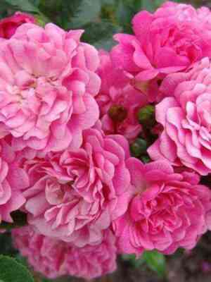 Пепита (Pepita)