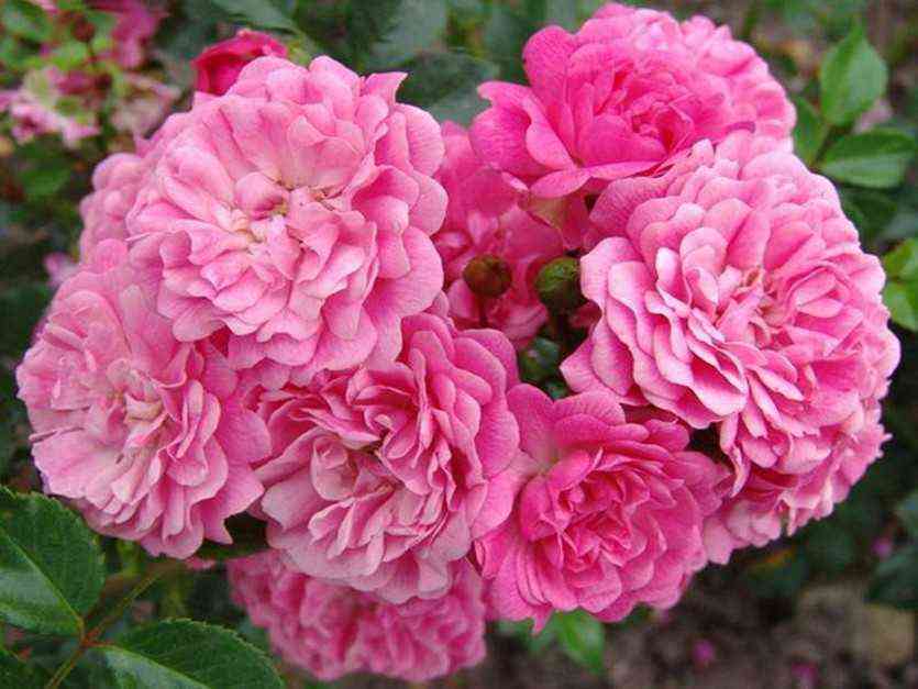 Пепита (Pepita)