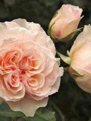 Пердита (Perdita)