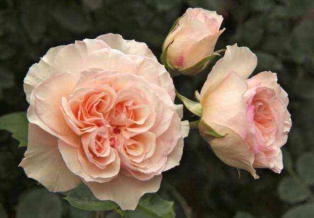 Пердита (Perdita)