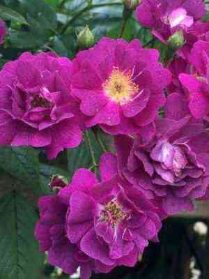 perenial_blyu.jpg Перенниал Блю (Perennial Blue)