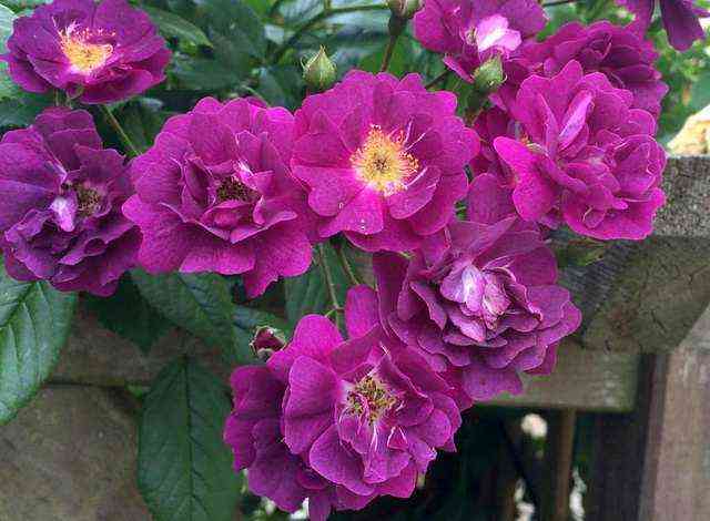 Перенниал Блю (Perennial Blue)