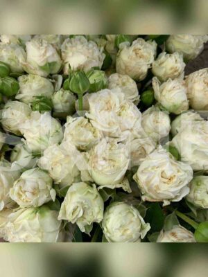 perl_dajmond.jpg Перл Даймонд (Pearl Diamond)