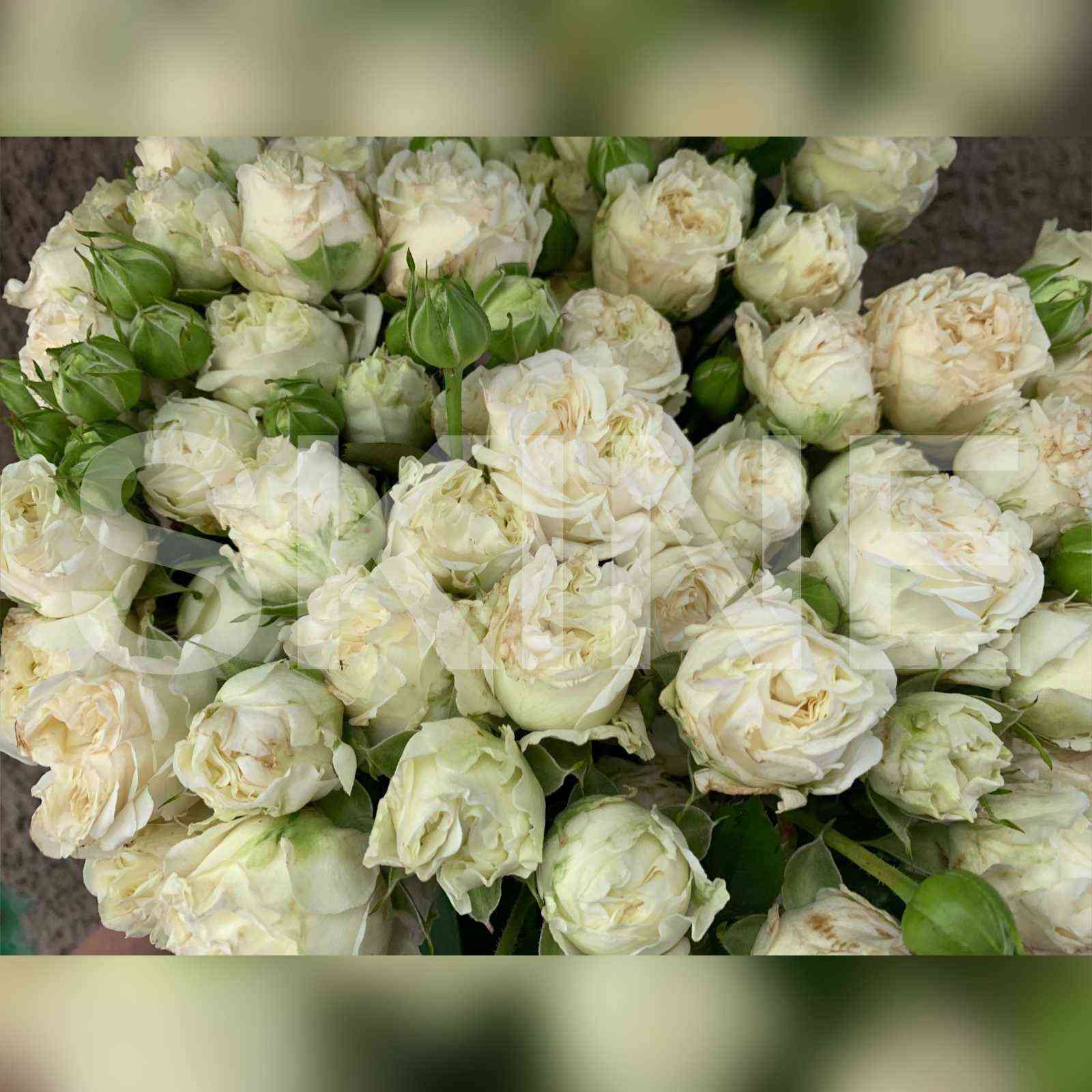 Перл Даймонд (Pearl Diamond)