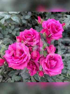 perpl_irishka.jpg Перпл Иришка (Purple Irishka)