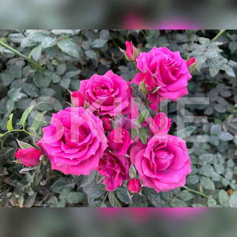 perpl_irishka.jpg Перпл Иришка (Purple Irishka)