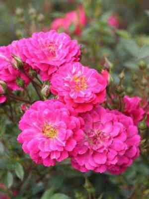 perpl_rejn_purple_rain.jpg Перпл Рейн (Purple Rain)