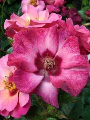 persian_ajz_persian_eyes.jpg Персиан Айз (Persian Eyes)