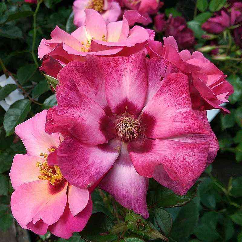 Персиан Айз (Persian Eyes)