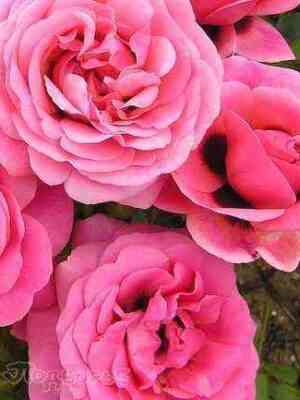 persianmisteri_persianmystery_optimized.jpg Персиан Мистери (Persian Mystery)