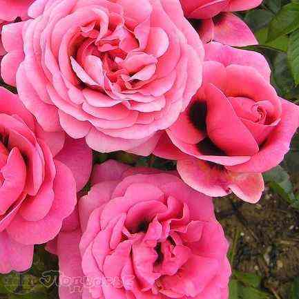 Персиан Мистери (Persian Mystery)