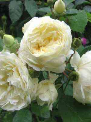 pertualiti-jerz.jpg Перпетуалли Йорс (Perpetually Yours)