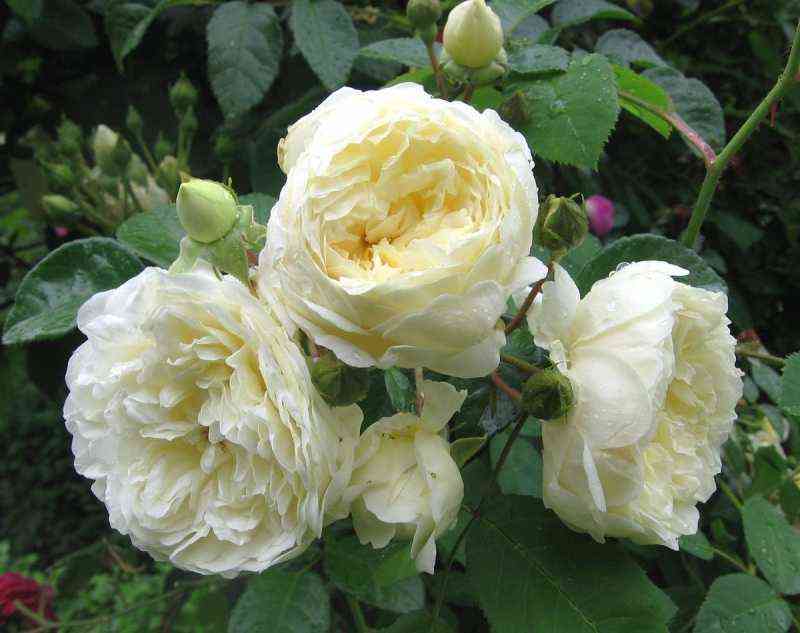 Перпетуалли Йорс (Perpetually Yours)