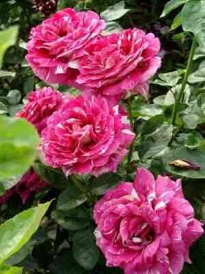 Пёстрая Фантазия (Pestraja Fantazija)