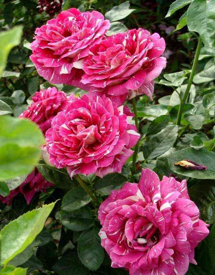 pestraya_fantaziya1.jpg Пёстрая Фантазия (Pestraja Fantazija)