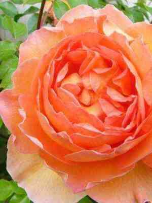 Пэт Остин (Pat Austin)