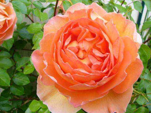 Пэт Остин (Pat Austin)