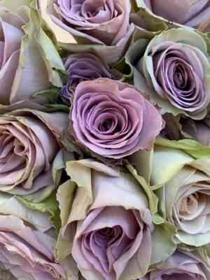 Амнезия (Amnesia)