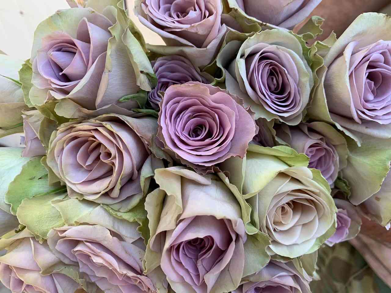 Амнезия (Amnesia)