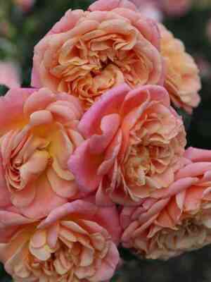 pich_mel_ba.jpg Пич Мельба (Peach Melba)