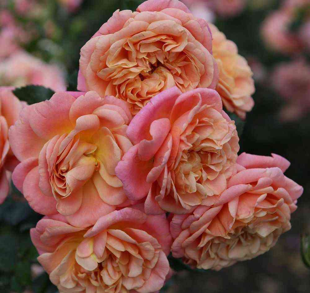 pich_mel_ba.jpg Пич Мельба (Peach Melba)