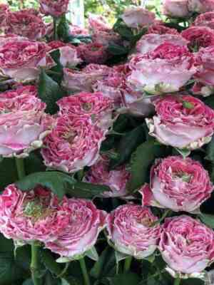 pikadil_cirkus.jpg Пикадилли Циркус (Piccadilly Circus)