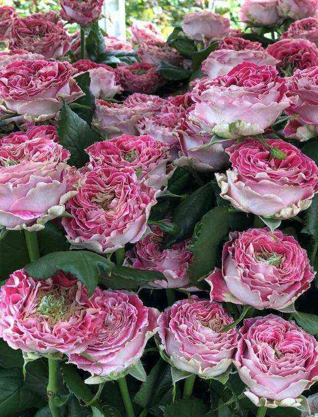 Пикадилли Циркус (Piccadilly Circus)