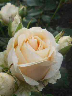 Пич Аваланж (Peach Avalanche)