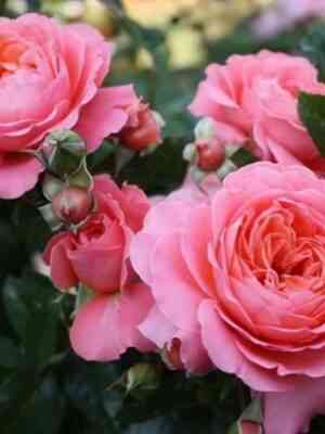 pink-abundas.jpg Пинк Абунданс (Pink Abundance)