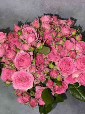 Пинк Дайменшенс (Pink Dimensions)