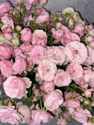 Пинк Розали (Pink Rosali)