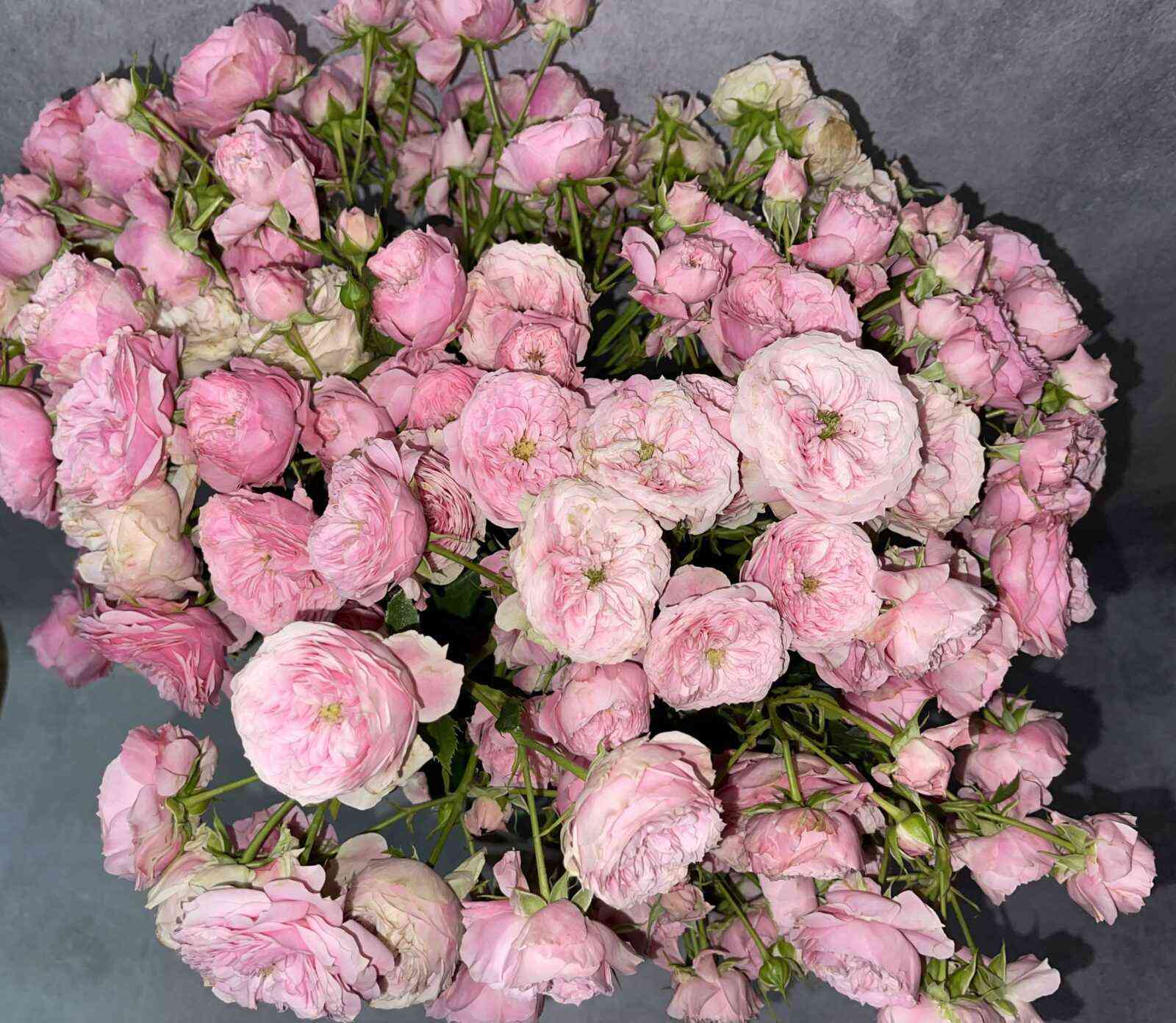 Пинк Розали (Pink Rosali)