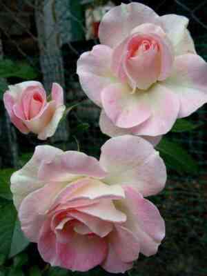 pink-shampejn.jpg Пинк Шампейн (Pink Champagne)