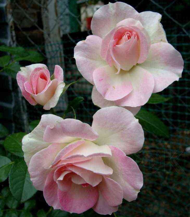 Пинк Шампейн (Pink Champagne)