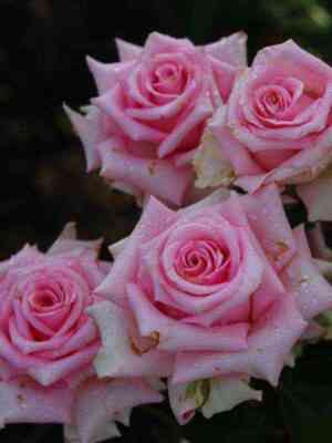 Пинк Эксплорер (Pink Explorer)