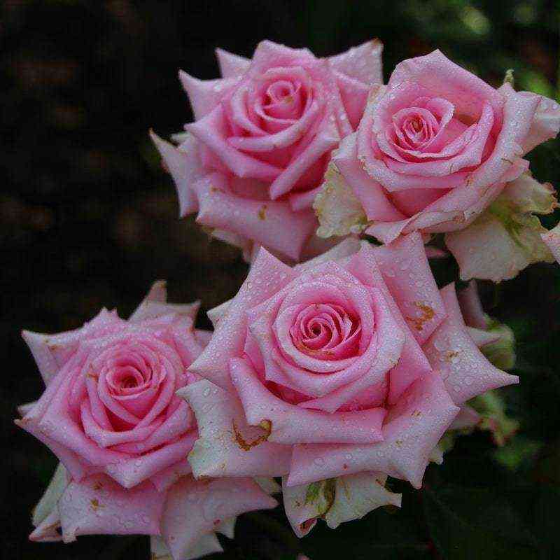 Пинк Эксплорер (Pink Explorer)