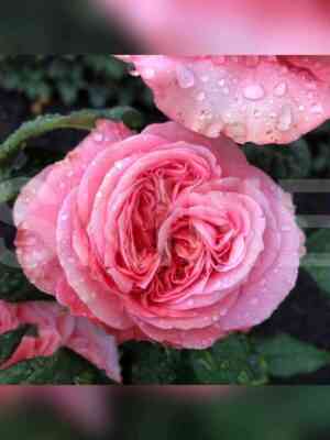 pink_ekspreshn.jpg Пинк Экспрешн (Pink Expression)