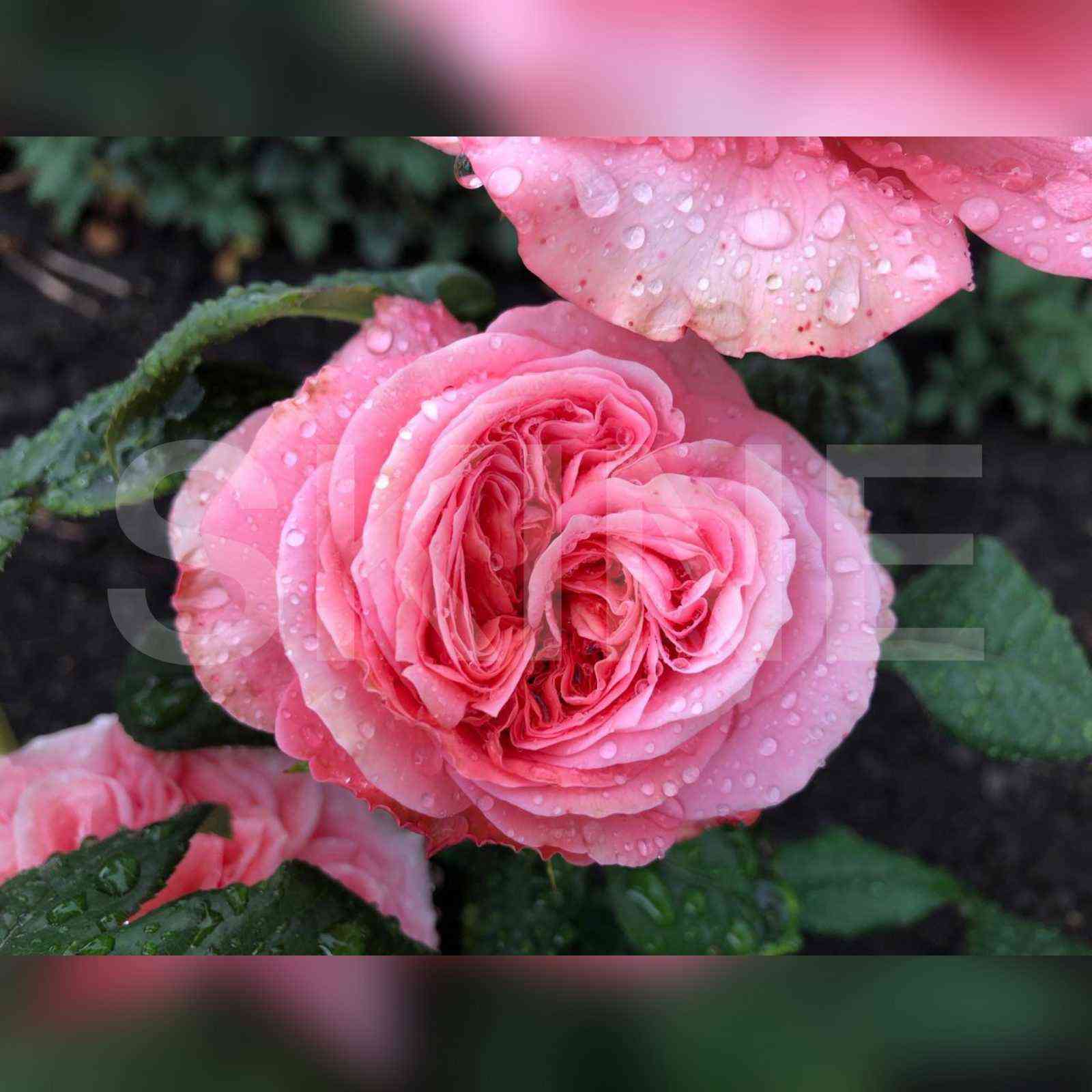 Пинк Экспрешн (Pink Expression)