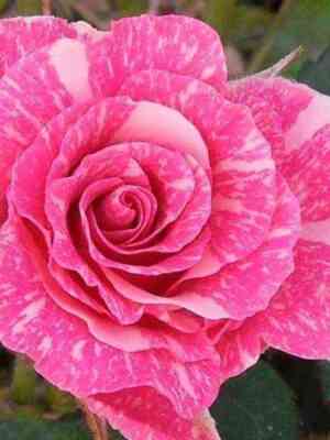 Пинк Флеш (Pink Flash)