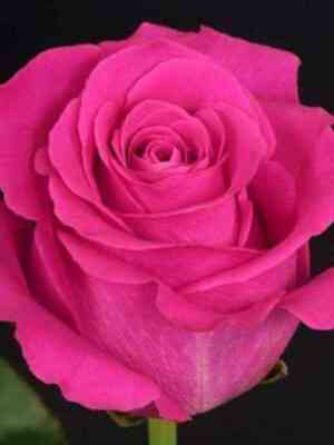 Пинк Флойд (Pink Floyd)